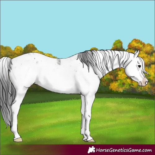 Horse Color:Black Sabino 
