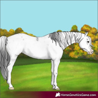 Horse Color:Black Sabino 