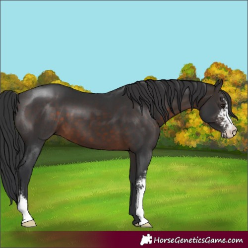 Horse Color:Brown Sabino