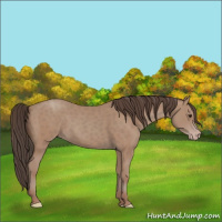 Horse Color:Classic Champagne 
