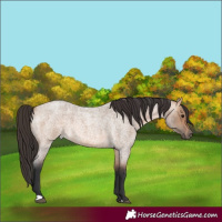 Horse Color:Bay Roan Dun