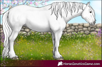 Horse Color:Gray Black Pearl Tobiano 