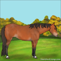 Horse Color:Bay 