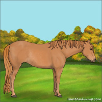 Horse Color:Chestnut Rabicano