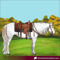Horse Color:Gray Chestnut Appaloosa 