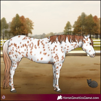 Horse Color:Chestnut Appaloosa 