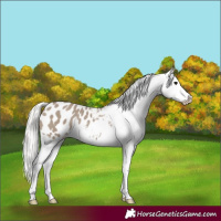 Horse Color:Silver Grullo Appaloosa 
