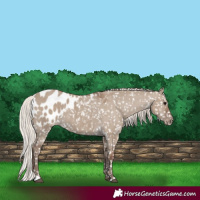 Horse Color:Silver Grullo Appaloosa 