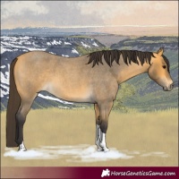 Horse Color:Buckskin Roan Tobiano 