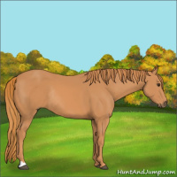 Horse Color:Chestnut Rabicano
