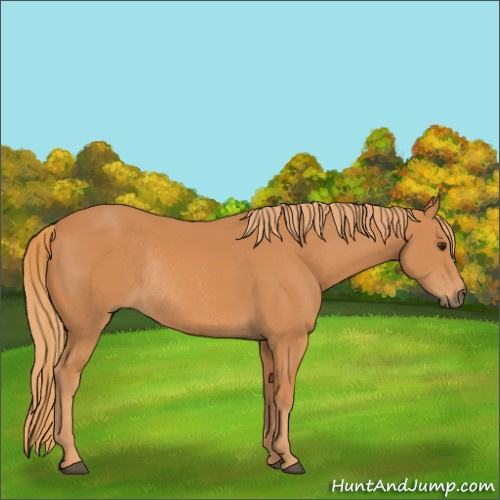 Horse Color:Chestnut Rabicano