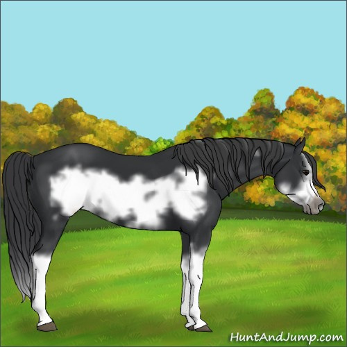Horse Color:Black Splash Frame 
