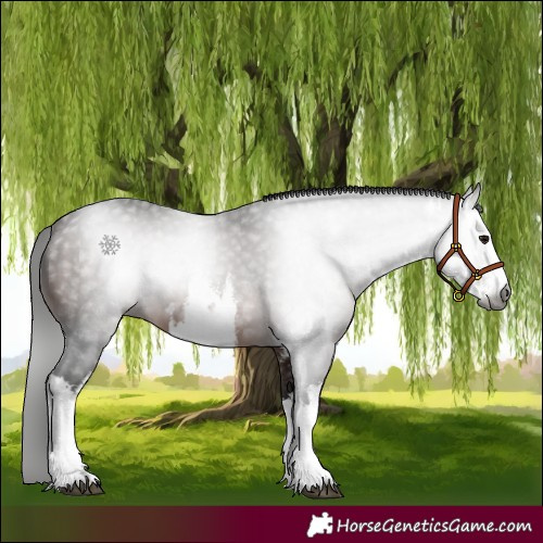 Horse Color:Gray White Spotted Bay