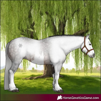Horse Color:Gray White Spotted Bay
