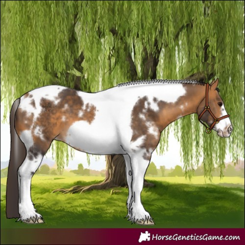 Horse Color:White Spotted Buckskin Tobiano Frame 