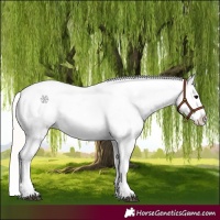 Horse Color:Silver Grullo Near Leopard 