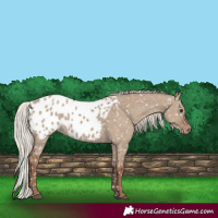 Horse Color:Silver Grullo Appaloosa 