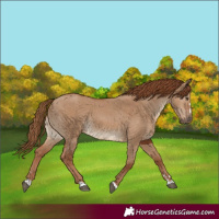 Horse Color:Red Dun