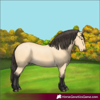 Horse Color:Buckskin Dun 