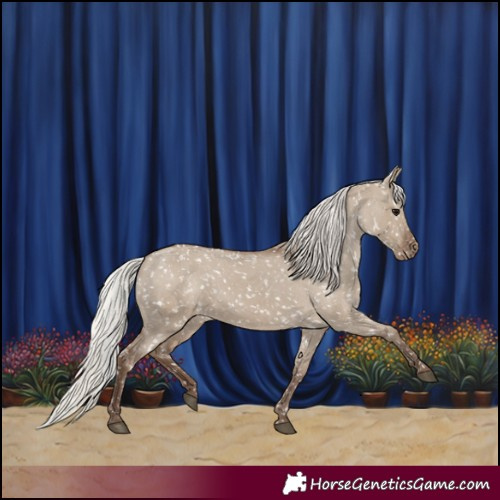 Horse Color:Silver Grullo Appaloosa 