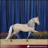 Horse Color:Silver Grullo Appaloosa 