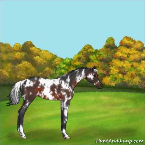Horse Color:White Spotted Brown 