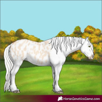 Horse Color:Silver Classic Champagne Dun Appaloosa 