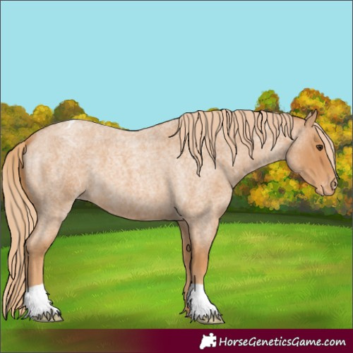 Horse Color:Red Roan Appaloosa 