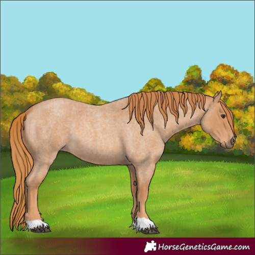 Horse Color:Red Roan 