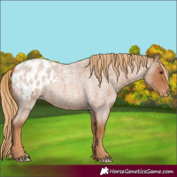 Horse Color:Red Roan Blanket