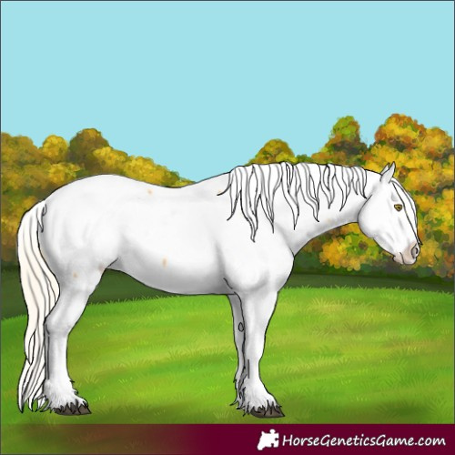 Horse Color:Palomino Roan Appaloosa Rabicano 
