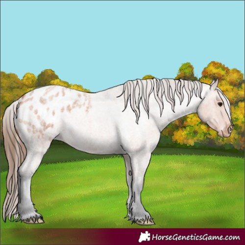 Horse Color:Bay Roan Appaloosa 