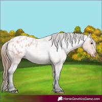 Horse Color:Bay Roan Appaloosa 