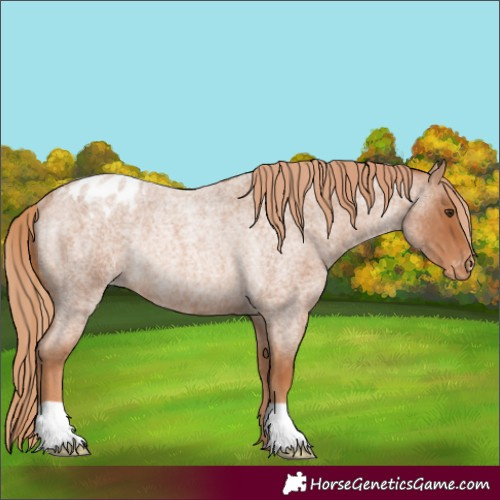 Horse Color:Red Roan Appaloosa Rabicano 