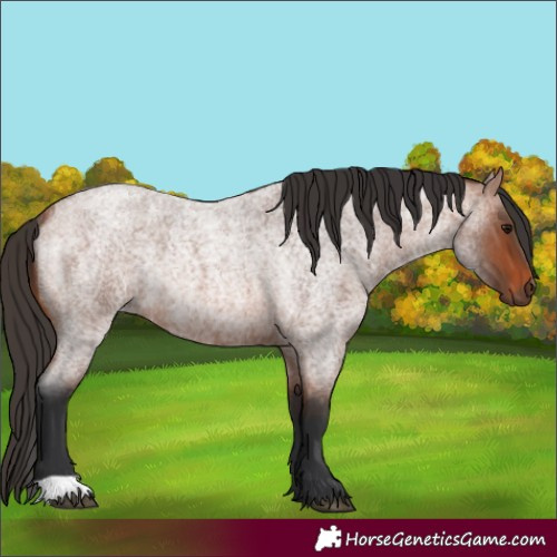 Horse Color:Bay Roan Rabicano 
