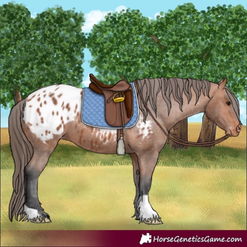 Horse Color:Bay Appaloosa