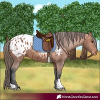 Horse Color:Bay Appaloosa 