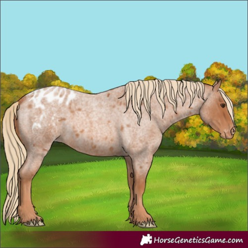Horse Color:Red Roan Appaloosa 