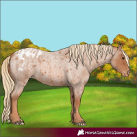 Horse Color:Red Roan Appaloosa 