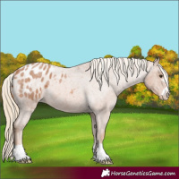 Horse Color:Red Roan Blanket