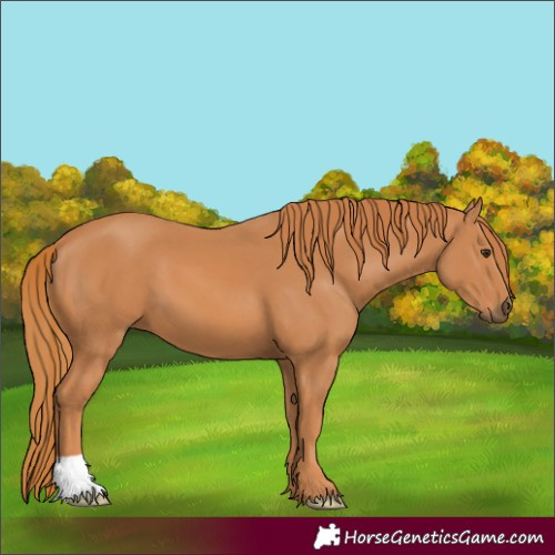 Horse Color:Chestnut 