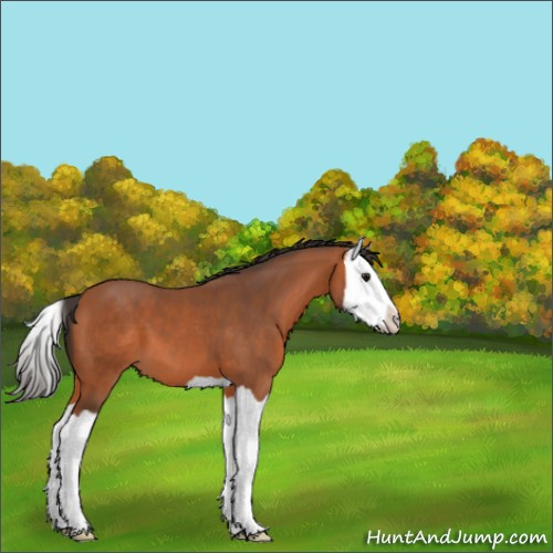 Horse Color:Bay Splash 