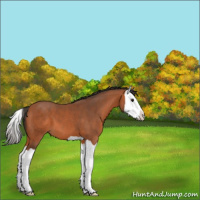 Horse Color:Bay Splash