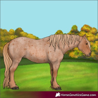 Horse Color:White Spotted Red Roan