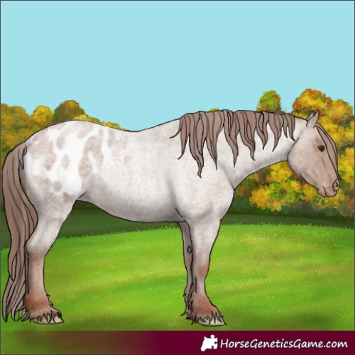 Horse Color:Classic Champagne Roan Appaloosa Rabicano 