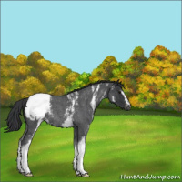 Horse Color:White Spotted Blue Roan Appaloosa 