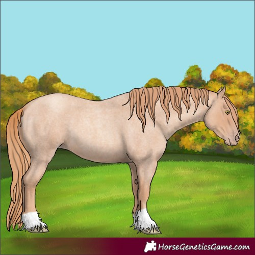 Horse Color:Gold Champagne Roan 