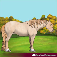 Horse Color:Gold Champagne Roan 