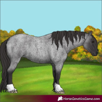 Horse Color:Smoky Blue Roan 