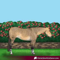 Horse Color:Buckskin Dun  and Buckskin Dun 